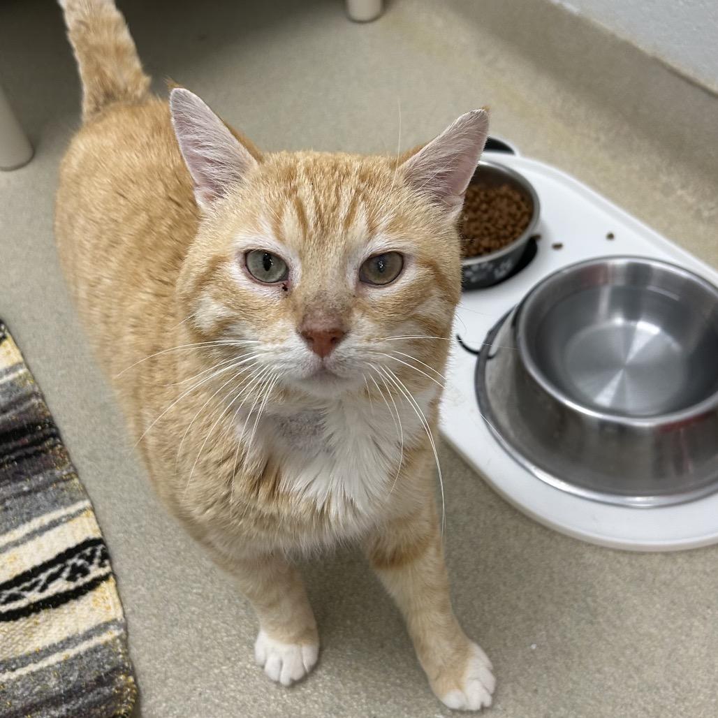 Enlarge Tommy Kat, a Adoptable Domestic Short Hair in Marshall, VA image 2/6