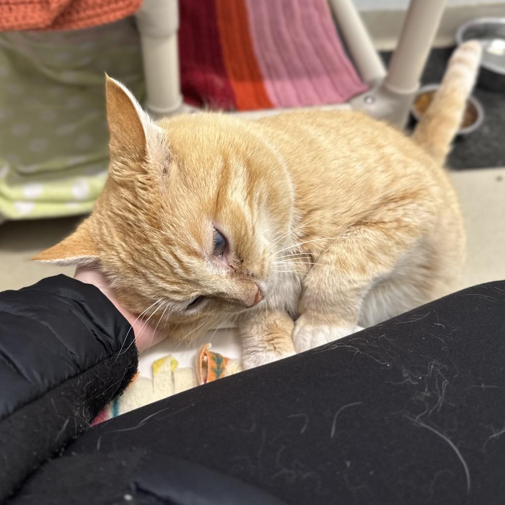 Enlarge Tommy Kat, a Adoptable Domestic Short Hair in Marshall, VA image 3/6