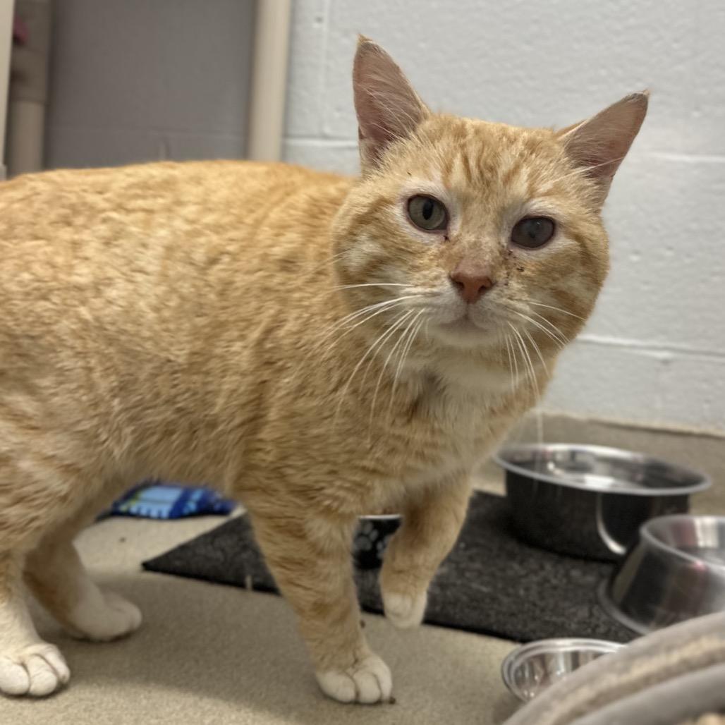 Enlarge Tommy Kat, a Adoptable Domestic Short Hair in Marshall, VA image 4/6