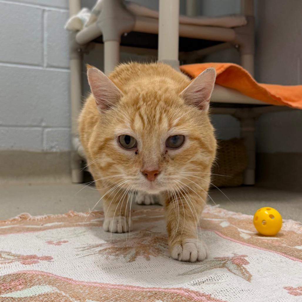 Enlarge Tommy Kat, a Adoptable Domestic Short Hair in Marshall, VA image 5/6