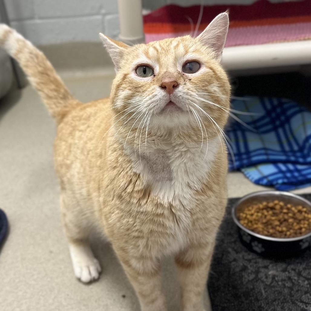 Enlarge Tommy Kat, a Adoptable Domestic Short Hair in Marshall, VA image 6/6