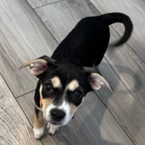 Dolly, Adoptable, Puppy Female Mixed Breed & Terrier.
