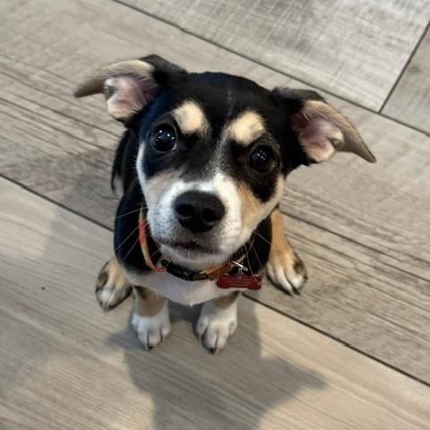 Enlarge Dolly, a Adoptable mixed breed in Jacksonville, FL image 2/6