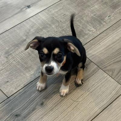 Enlarge Dolly, a Adoptable mixed breed in Jacksonville, FL image 3/6