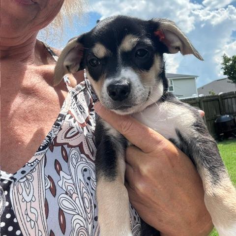Enlarge Dolly, a Adoptable mixed breed in Jacksonville, FL image 4/6