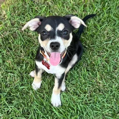 Enlarge Dolly, a Adoptable mixed breed in Jacksonville, FL image 5/6