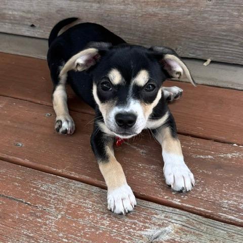 Enlarge Dolly, a Adoptable mixed breed in Jacksonville, FL image 6/6