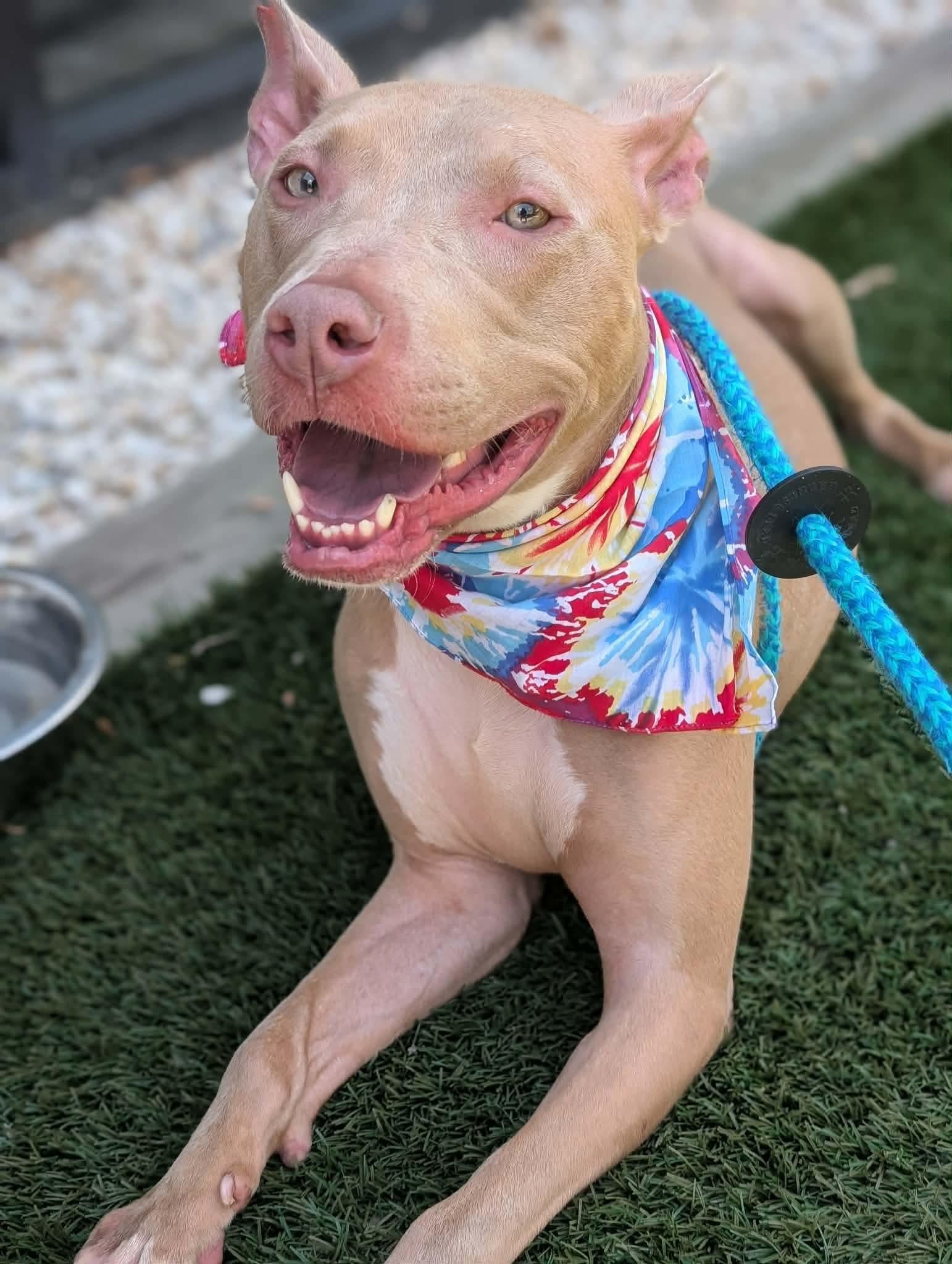 Muffin: Sweet Treats Litter, a Adoptable American Staffordshire Terrier in Holly Springs, NC image 1/3