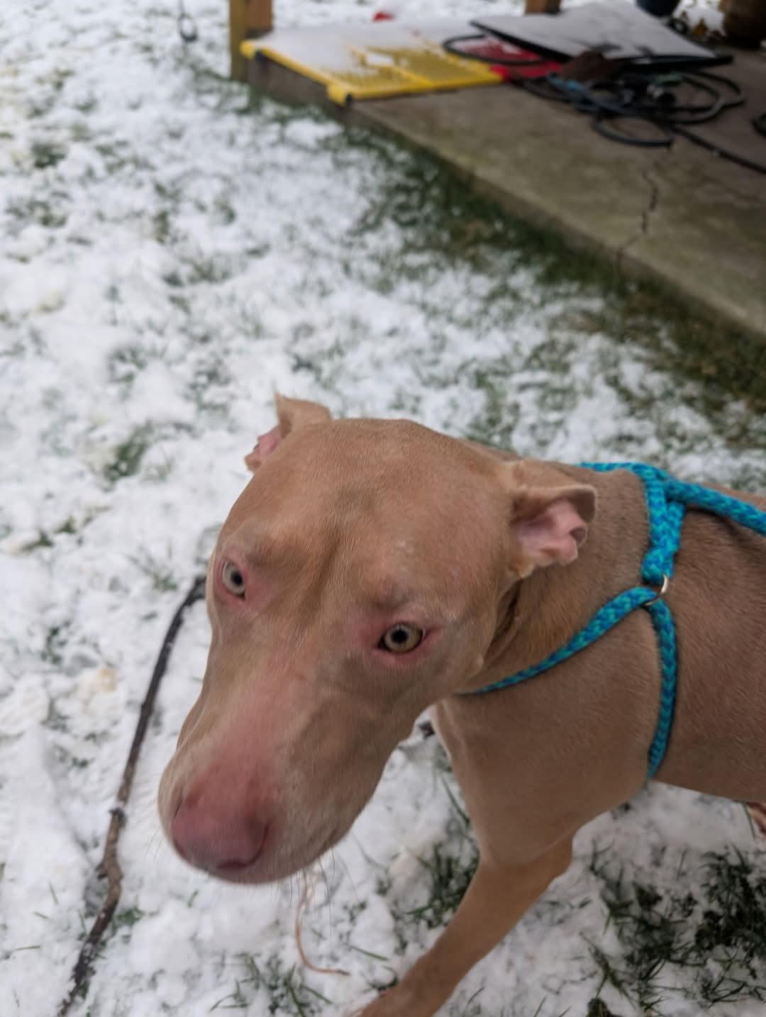 Enlarge Muffin: Sweet Treats Litter, a Adoptable American Staffordshire Terrier in Holly Springs, NC image 1/3