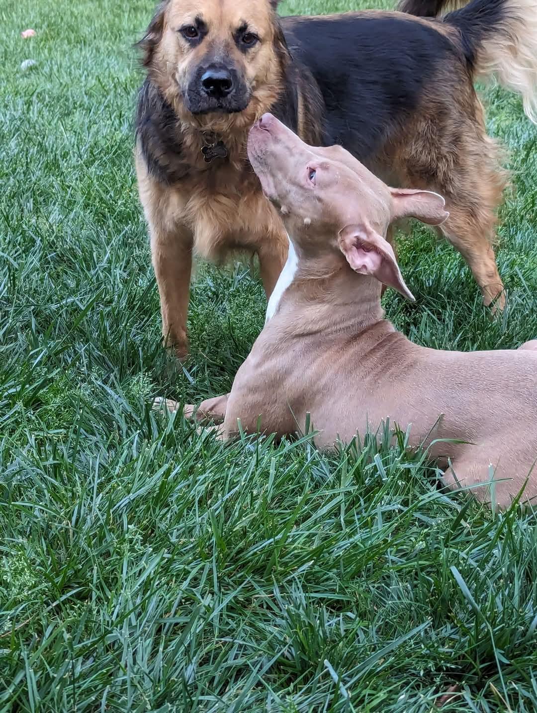 Muffin: Sweet Treats Litter, Adoptable, Adult Female American Staffordshire Terrier.