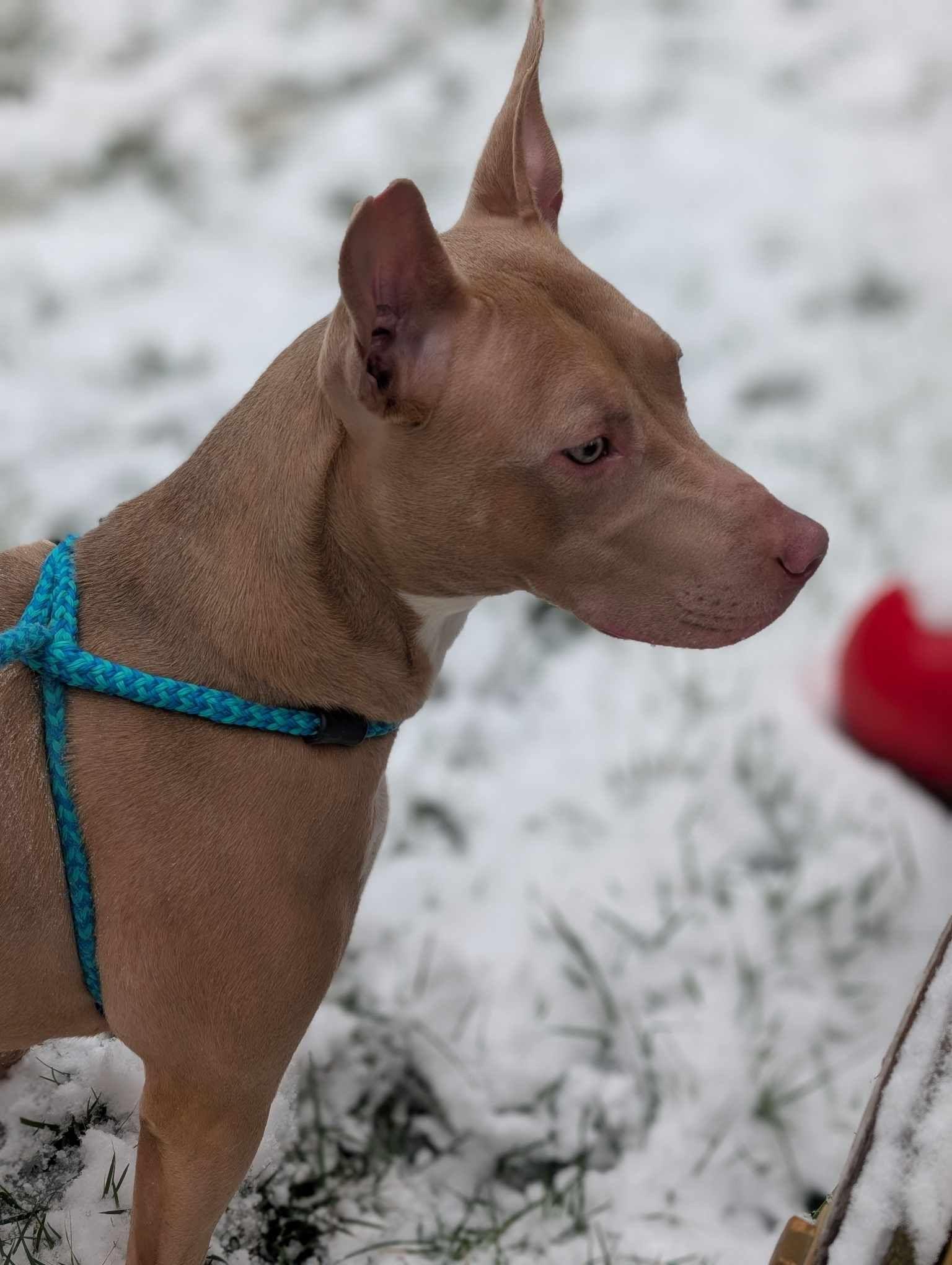 Enlarge Muffin: Sweet Treats Litter, a Adoptable American Staffordshire Terrier in Holly Springs, NC image 3/3