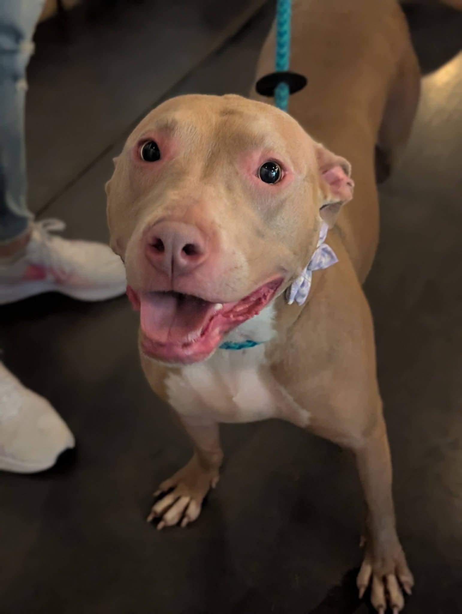 Muffin: Sweet Treats Litter, a Adoptable American Staffordshire Terrier in Holly Springs, NC image 2/3
