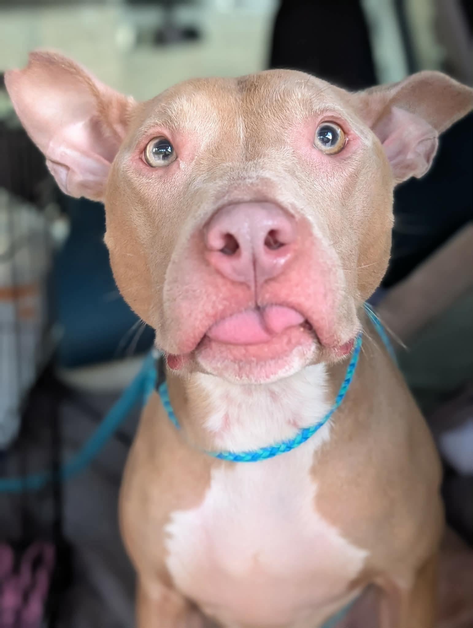 Enlarge Muffin: Sweet Treats Litter, a Adoptable American Staffordshire Terrier in Holly Springs, NC image 2/3