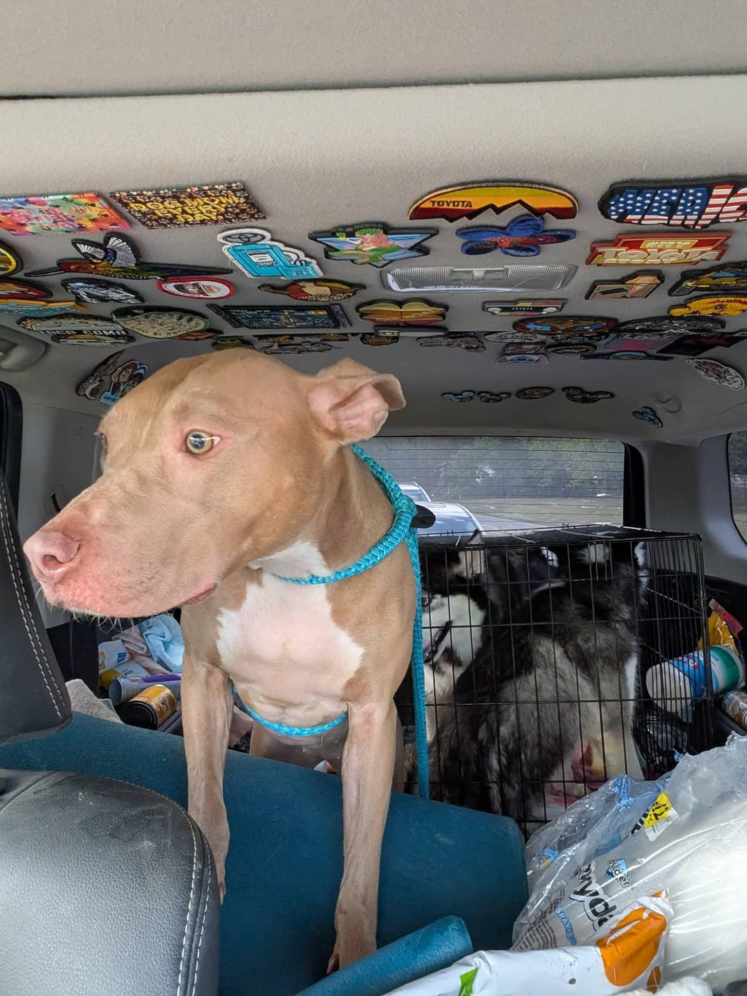Enlarge Muffin: Sweet Treats Litter, a Adoptable American Staffordshire Terrier in Holly Springs, NC image 3/3