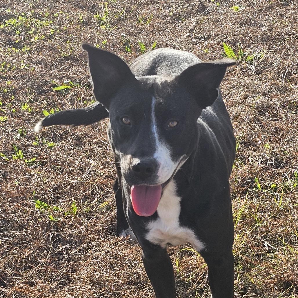 Roxy 112001, Adoptable, Adult Female Pit Bull Terrier & Labrador Retriever.
