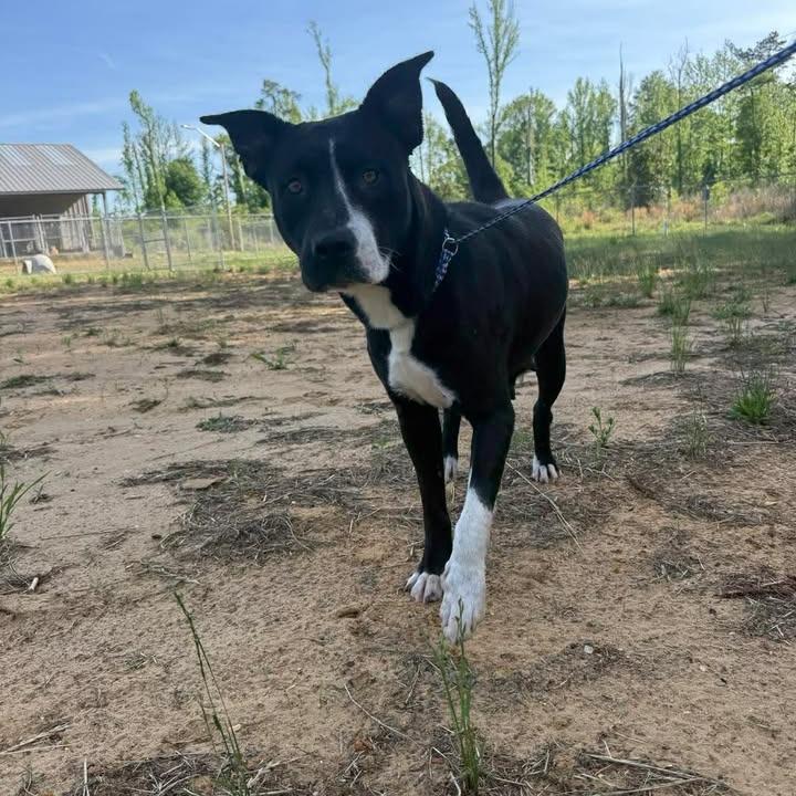 Enlarge Roxy 112001, a Adoptable mixed breed in Amory, MS image 2/3