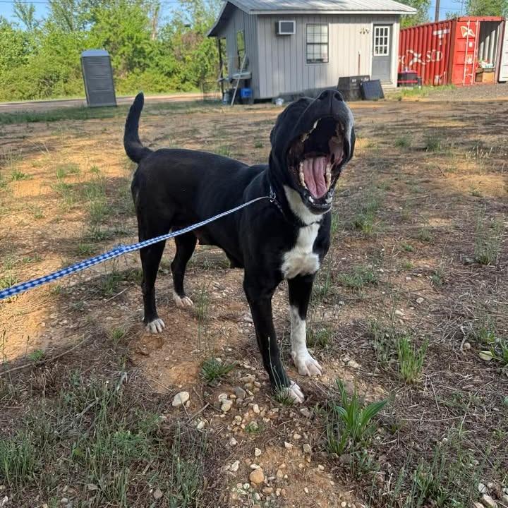 Enlarge Roxy 112001, a Adoptable mixed breed in Amory, MS image 3/3