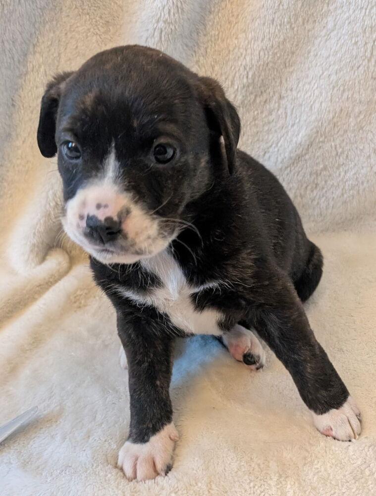 Baluga, Adoptable, Puppy Female Labrador Retriever.