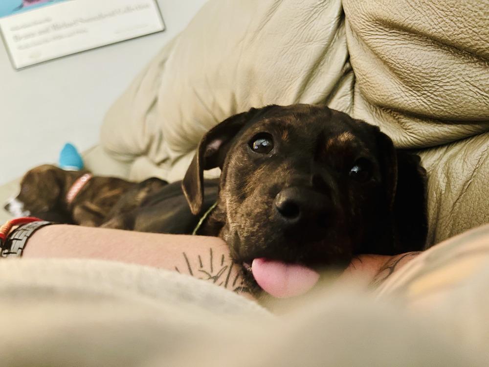 Enlarge Baluga, a Adoptable mixed breed in Loveland, OH image 2/4