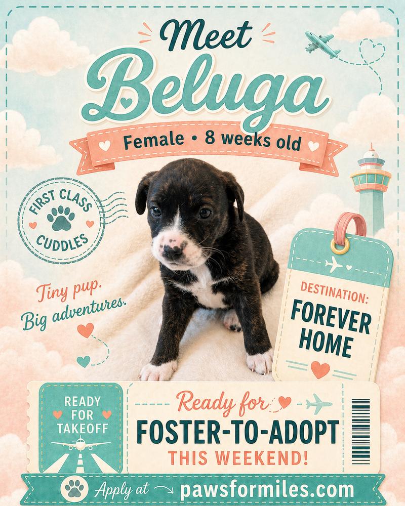 Baluga, a Adoptable mixed breed in Loveland, OH image 3/4