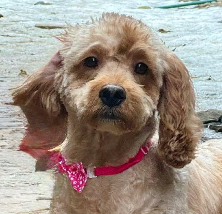 Dena, Adoptable, Adult Female Poodle & Golden Retriever.