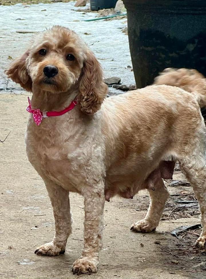 Enlarge Dena, a Adoptable mixed breed in Buffalo, NY image 2/3