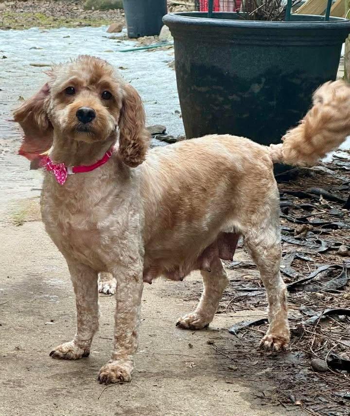 Enlarge Dena, a Adoptable mixed breed in Buffalo, NY image 3/3