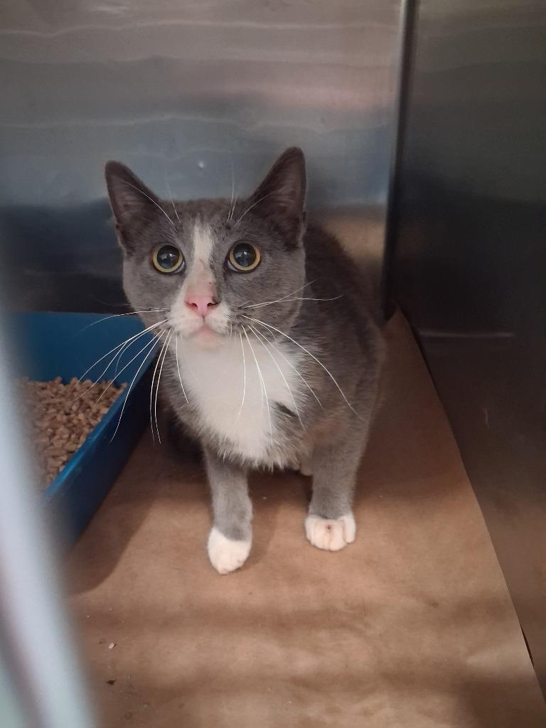 Manzana, Adoptable, Young Male Domestic Short Hair.