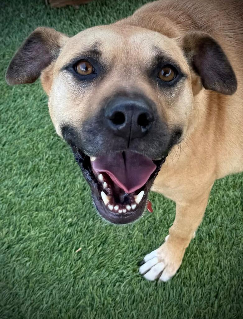 Enlarge Rookie, a Adoptable mixed breed in Dalton, GA image 3/6