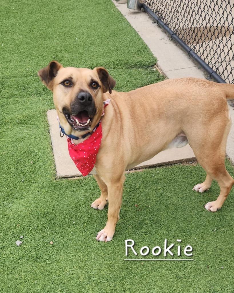 Enlarge Rookie, a Adoptable mixed breed in Dalton, GA image 4/6