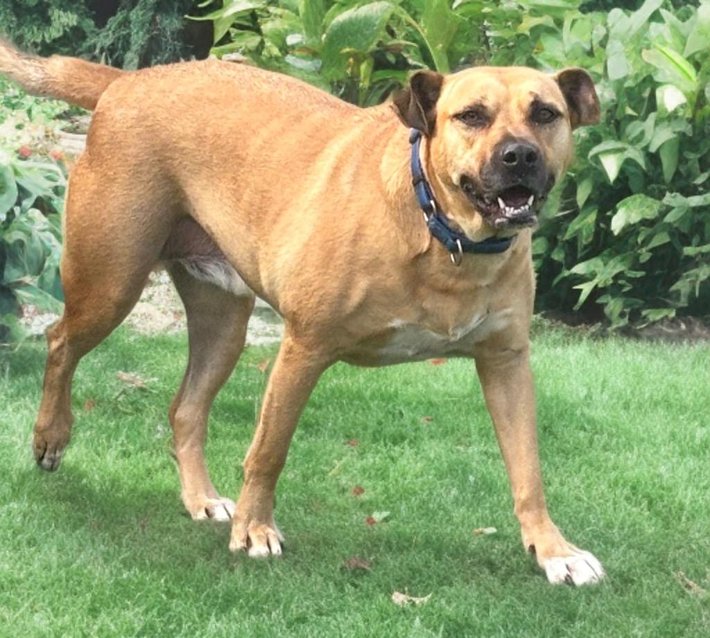 Rookie, a Adoptable mixed breed image 5/6