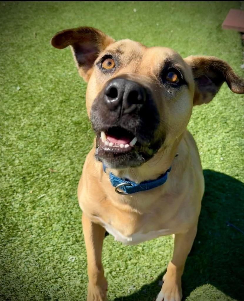 Rookie, a Adoptable mixed breed image 6/6