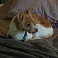 Kassie- $200 Adoption Fee!, Adoptable, Senior Female Chihuahua.