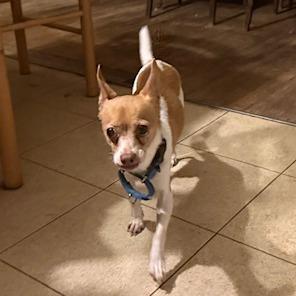 Enlarge Kassie- $200 Adoption Fee!, a Adoptable Chihuahua in Staten Island, NY image 2/5