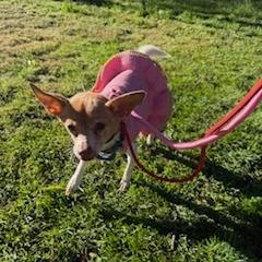 Enlarge Kassie- $200 Adoption Fee!, a Adoptable Chihuahua in Staten Island, NY image 3/5