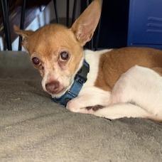 Enlarge Kassie- $200 Adoption Fee!, a Adoptable Chihuahua in Staten Island, NY image 4/5