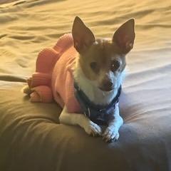 Enlarge Kassie- $200 Adoption Fee!, a Adoptable Chihuahua in Staten Island, NY image 5/5