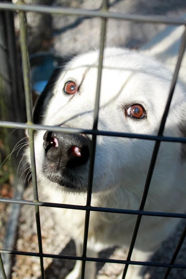 Cloud, a Adoptable Great Pyrenees in Ona, WV image 2/5