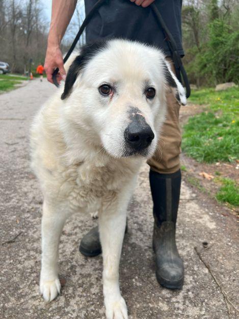 Cloud, Adoptable, Senior Male Great Pyrenees.