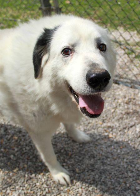 Cloud, Adoptable, Senior Male Great Pyrenees.