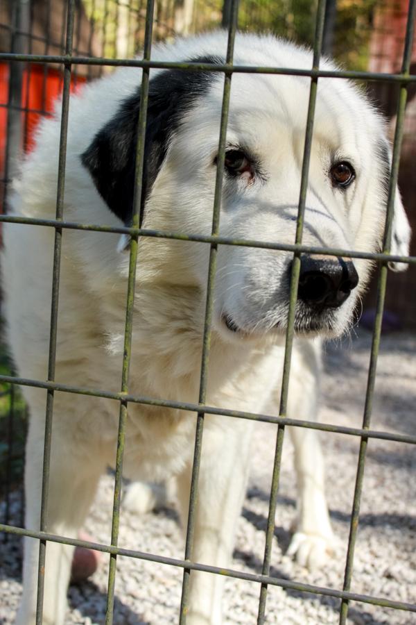 Cloud, a Adoptable Great Pyrenees in Ona, WV image 4/5