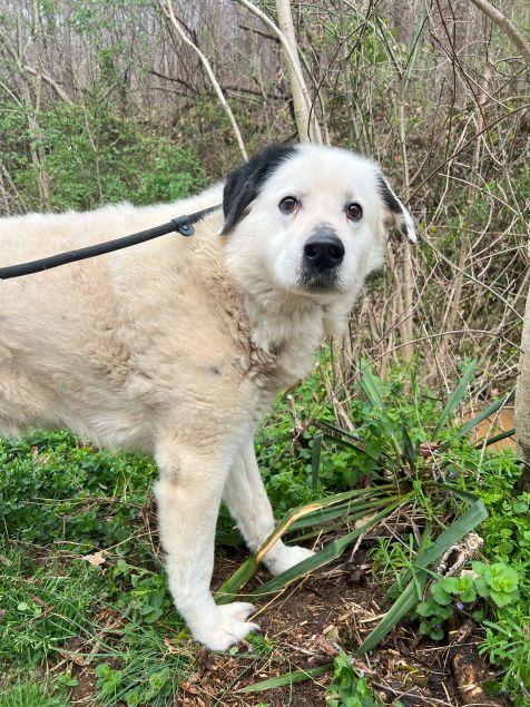 Cloud, a Adoptable Great Pyrenees in Ona, WV image 5/5