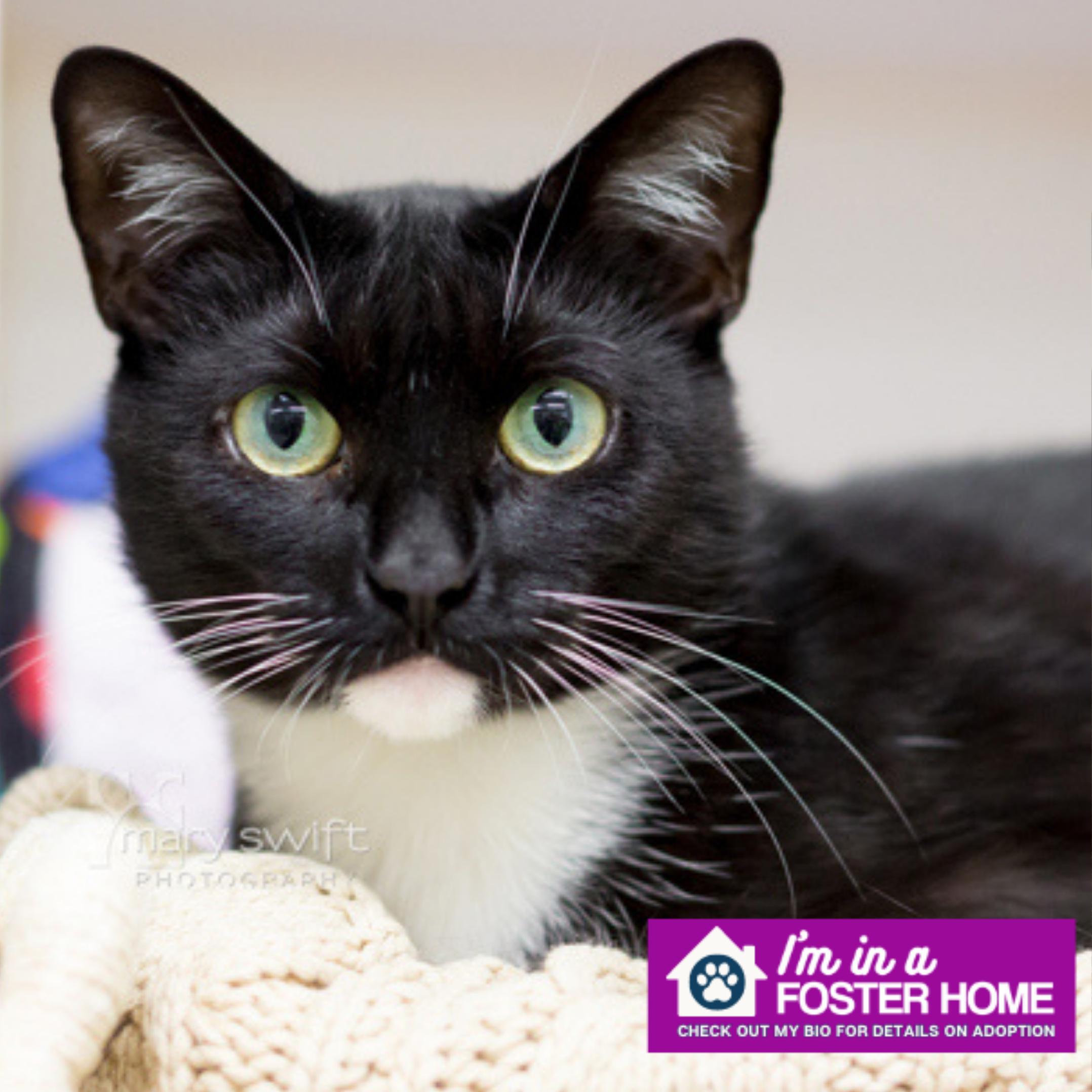 Enlarge Hailey, a ADOPTABLE Domestic Short Hair in Reisterstown, MD image 1/2