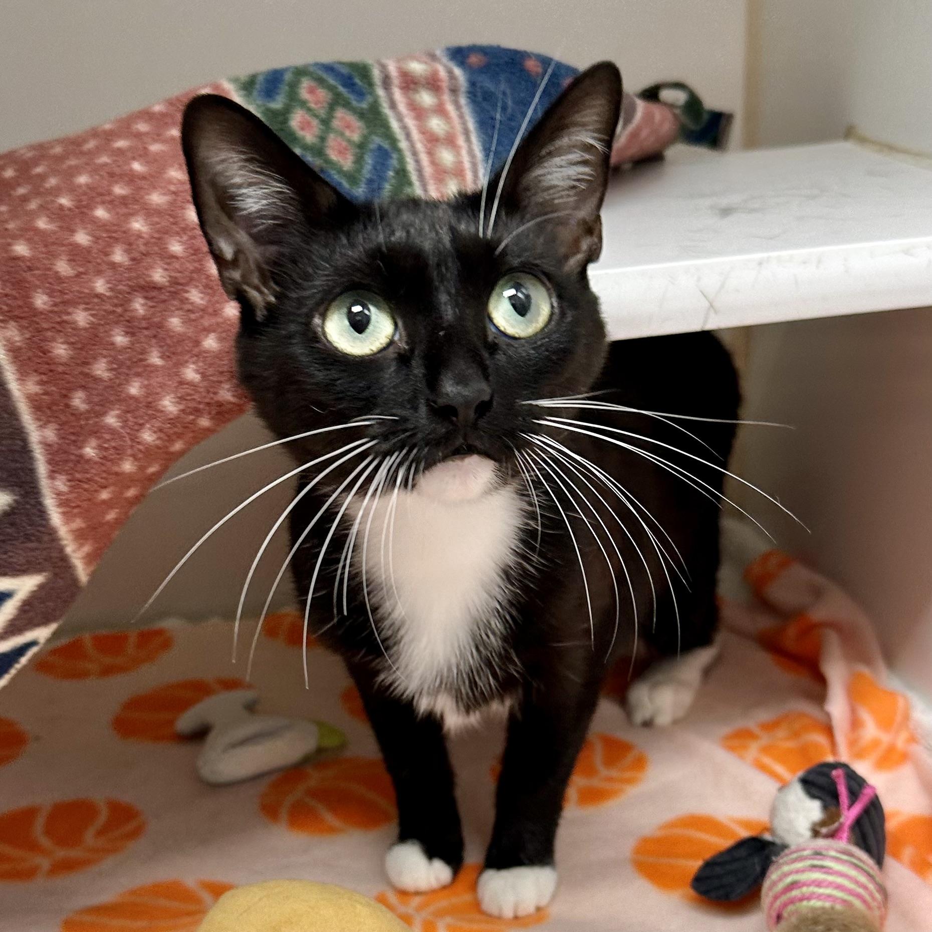 Enlarge Hailey, a ADOPTABLE Domestic Short Hair in Reisterstown, MD image 2/2