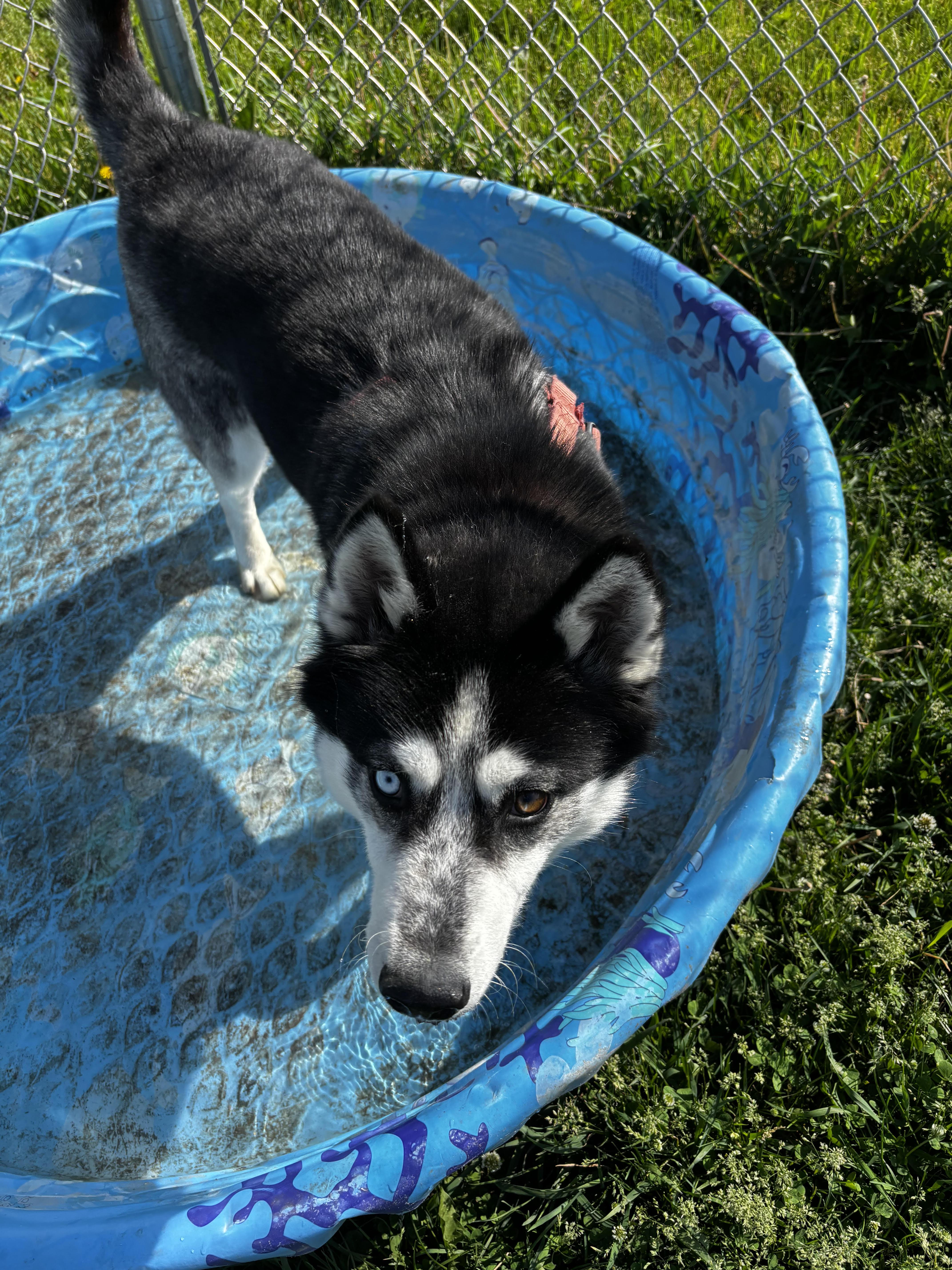 Dakota, a ADOPTABLE Siberian Husky in Dodgeville, WI image 5/5