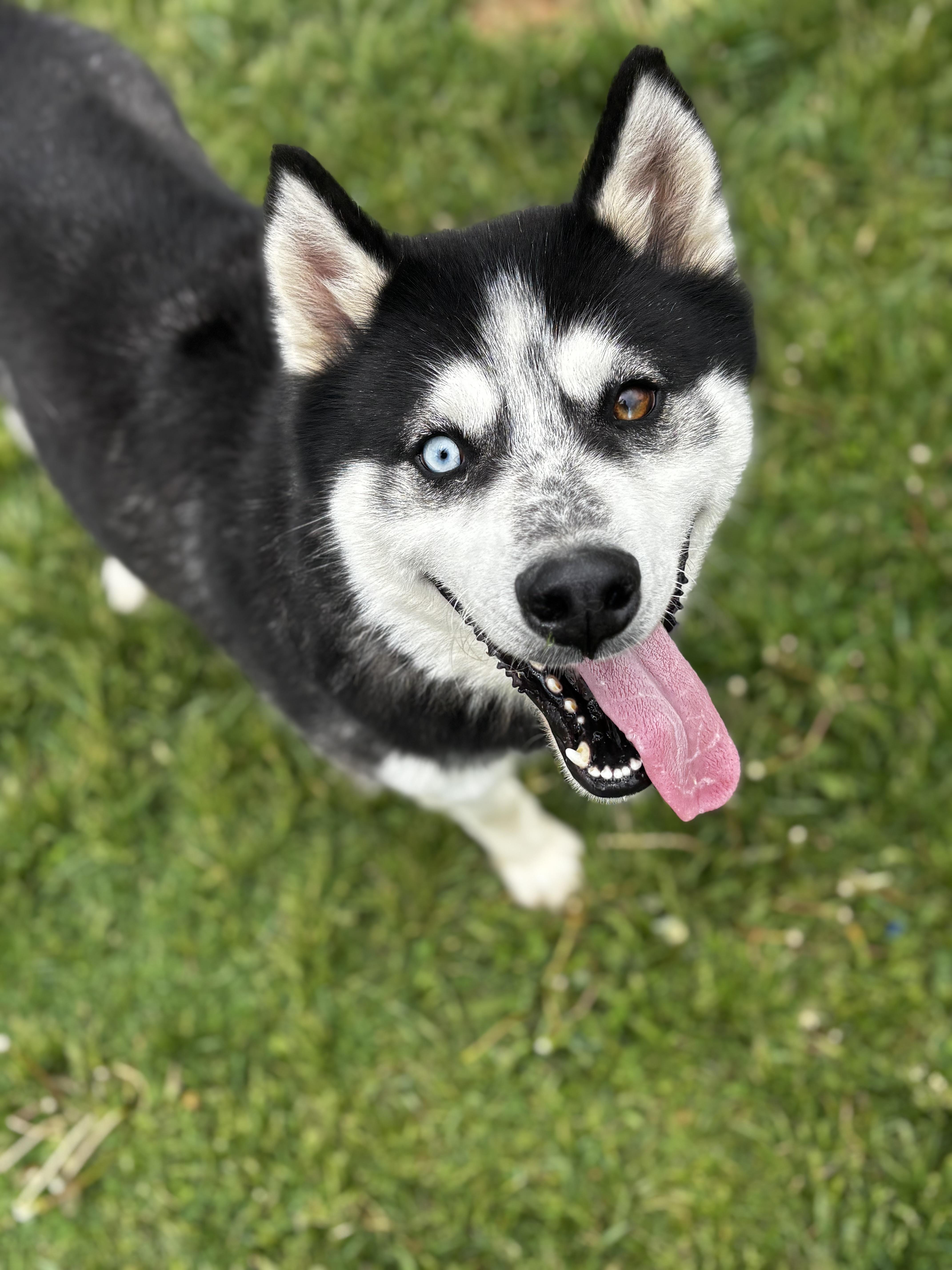 Dakota, a ADOPTABLE Siberian Husky in Dodgeville, WI image 1/5