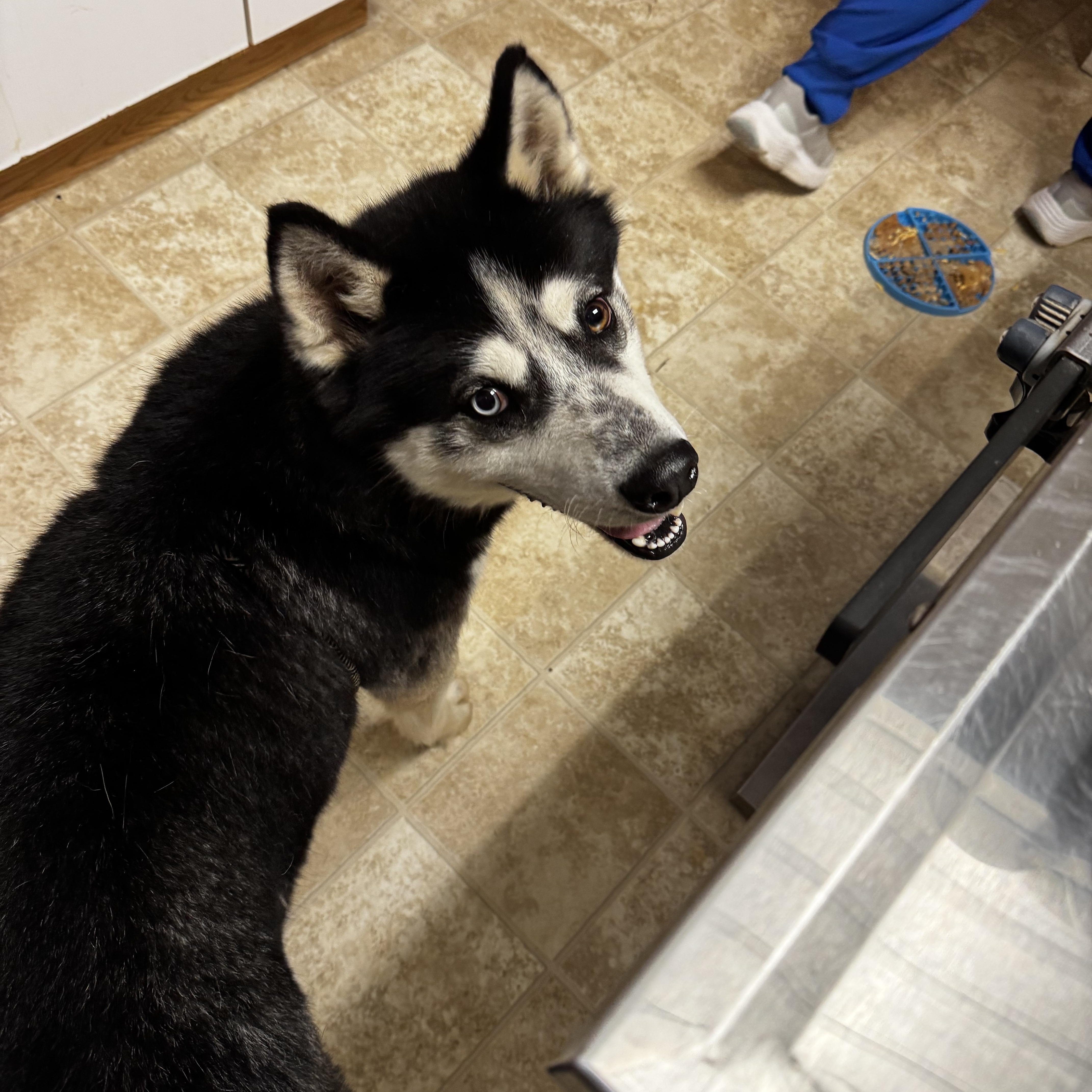 Dakota, a ADOPTABLE Siberian Husky in Dodgeville, WI image 2/2