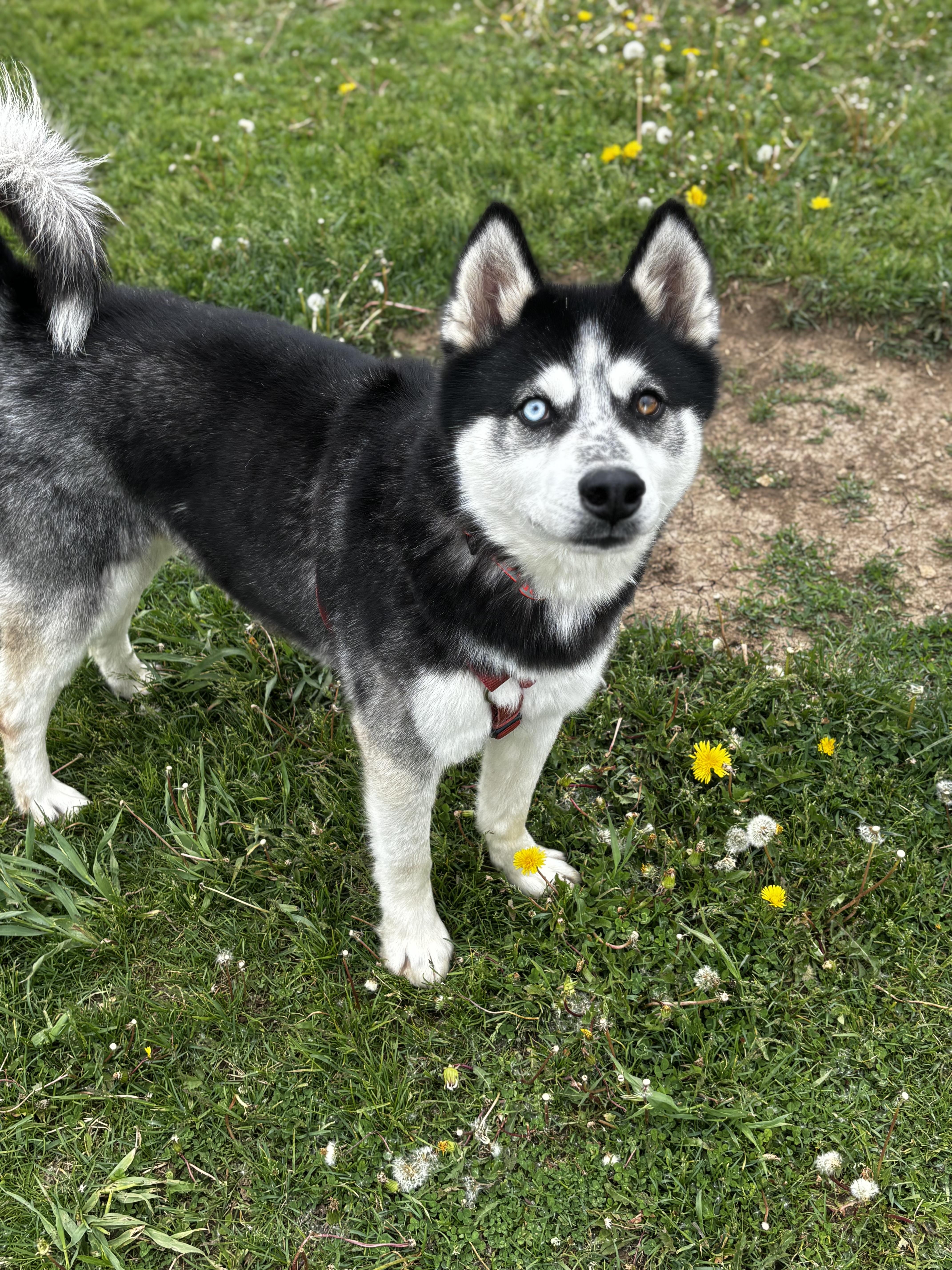 Dakota, a ADOPTABLE Siberian Husky in Dodgeville, WI image 2/5