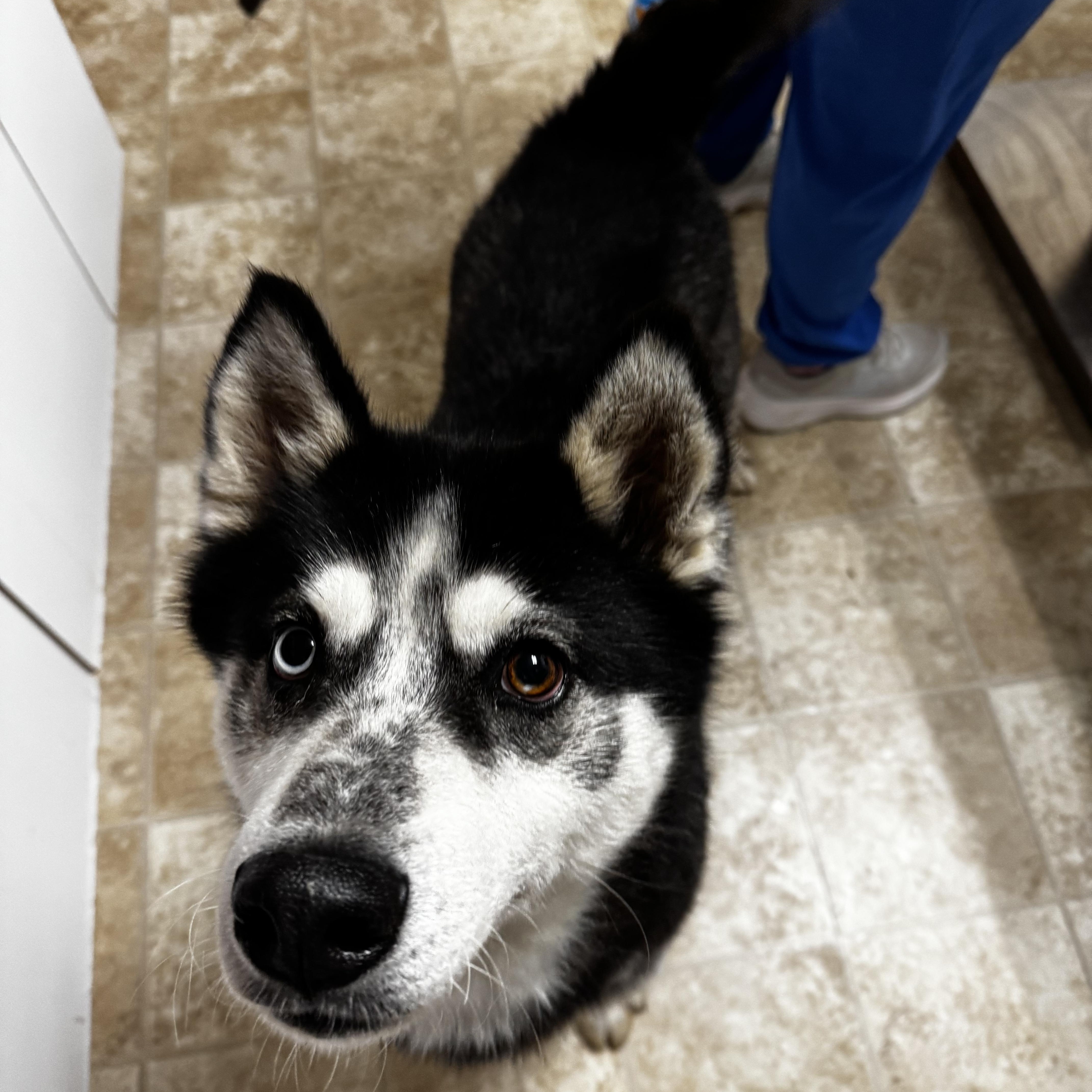 Dakota, a ADOPTABLE Siberian Husky in Dodgeville, WI image 1/2