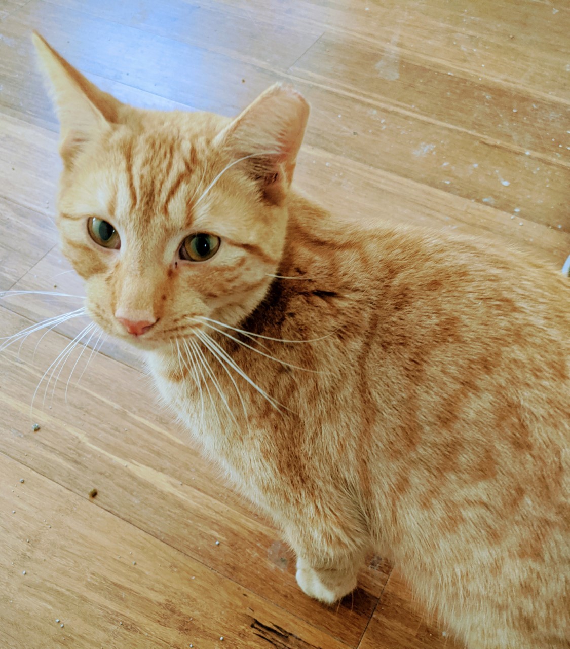 Enlarge John Lennon, a Adoptable Domestic Short Hair in Nutley, NJ image 1/2